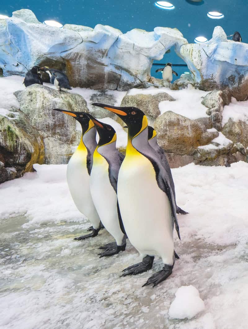 Three King penguins lined up at Loro Parque Planet Penguin, book the all inclusive VIP ticket Tenerife with Club Canary