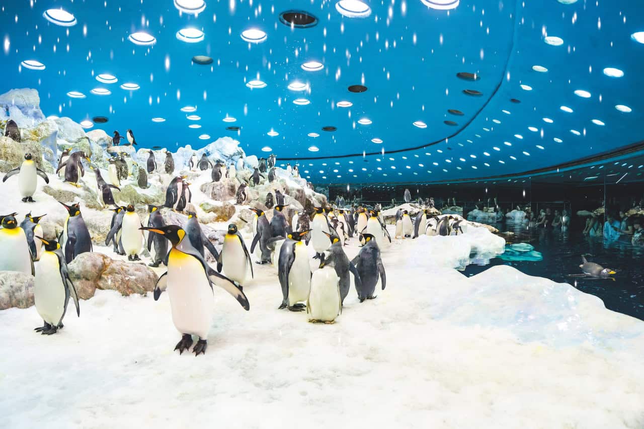 Planēta Pingvīns (Planet Penguin) Loro Parque Tenerifē, kas iekļauta Loro Parque un vaļu Vērošanas biļešu paketē ar transfēru no dienvidiem
