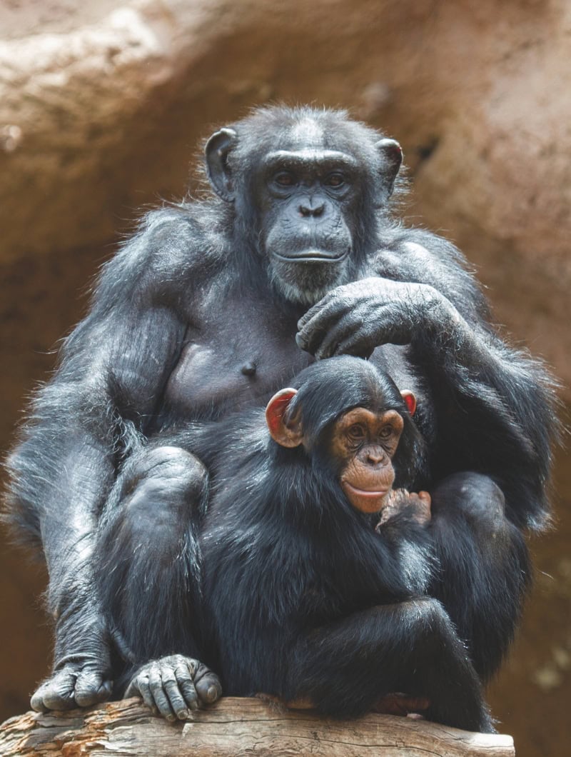 Mother chimpanzee with her baby sitting together at Loro Parque Tenerife, tickets booked with Club Canary
