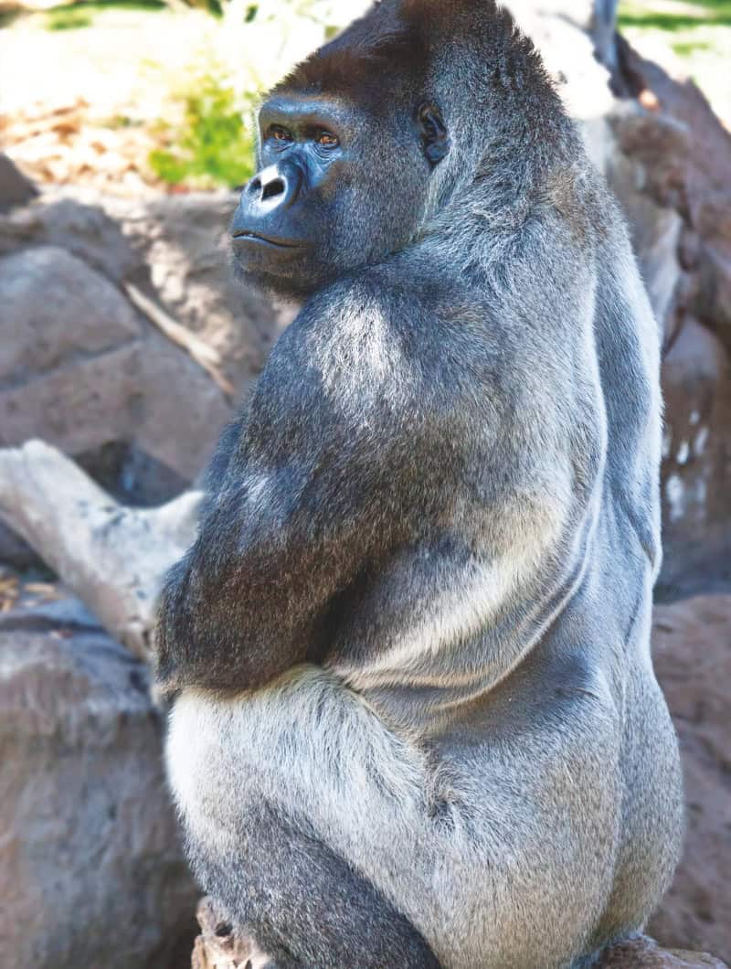 Strong silverback gorilla looking over his shoulder at Loro Parque Tenerife, tickets booked with Club Canary