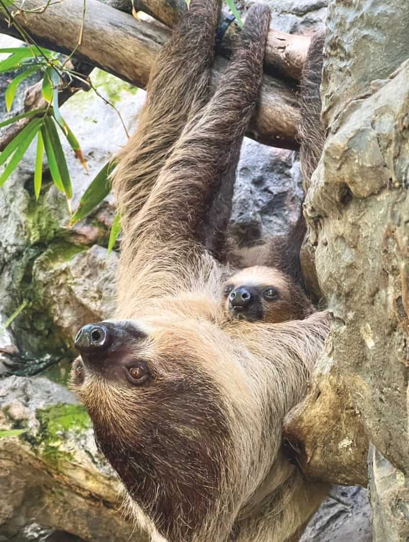 Lenochodí matka s mládětem v Loro Parque, rodinný balíček s pozorováním velryb na Tenerife rezervovaný pod číslem Club Canary
