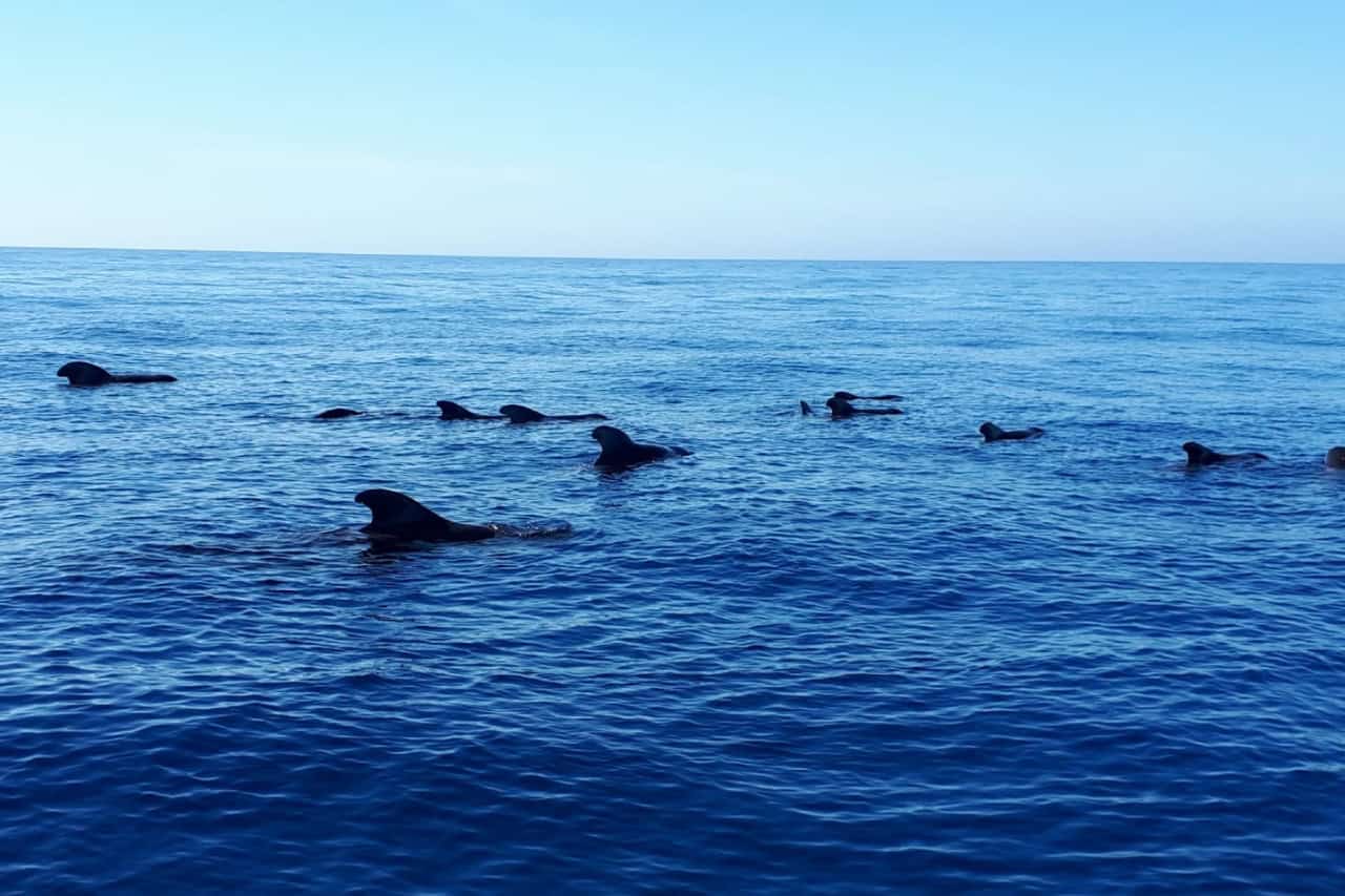 Pilot whales near Puerto de Mogan on a private yacht trip