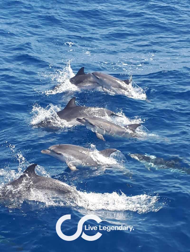 Villidelfiinilauma uimassa Blue M -jahdin vieressä yksityisellä veneretkellä Gran Canarialla