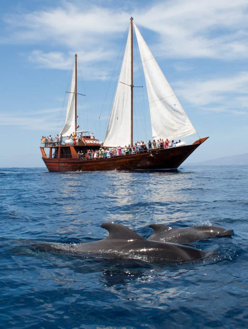 Pilot whales next to the Shogun boat on a whale watching boat trip Tenerife, booked with Club Canary