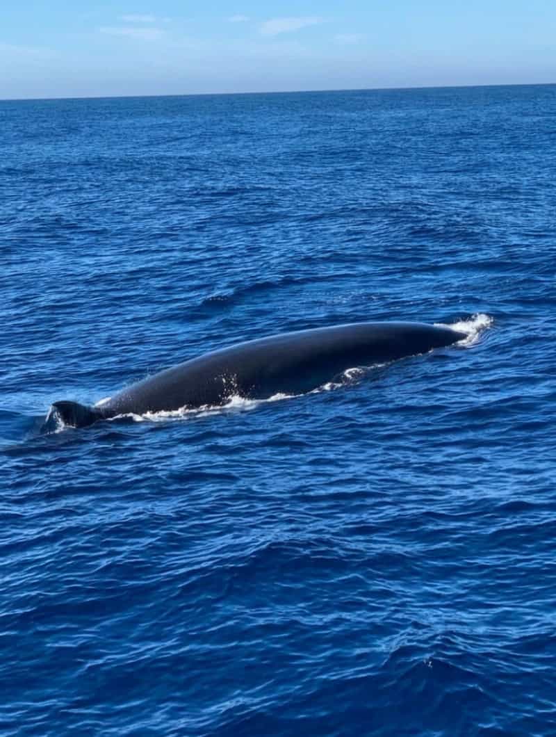 A whale surfacing in the open ocean off Puerto de Mogan, seen on a Blue M whale watching boat trip in Gran Canaria