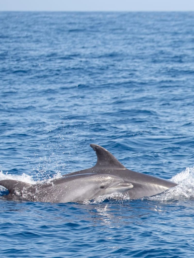 Two wild bottlenose dolphins swimming beside the Blue M boat during a dolphin watching trip from Puerto de Mogan, Gran Canaria
