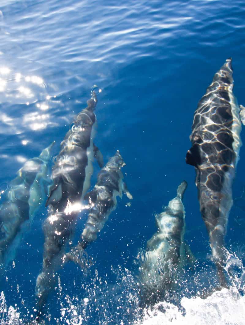 Bottlenose dolphins swimming alongside the sailing boat during a Tenerife whale and dolphin watching trip