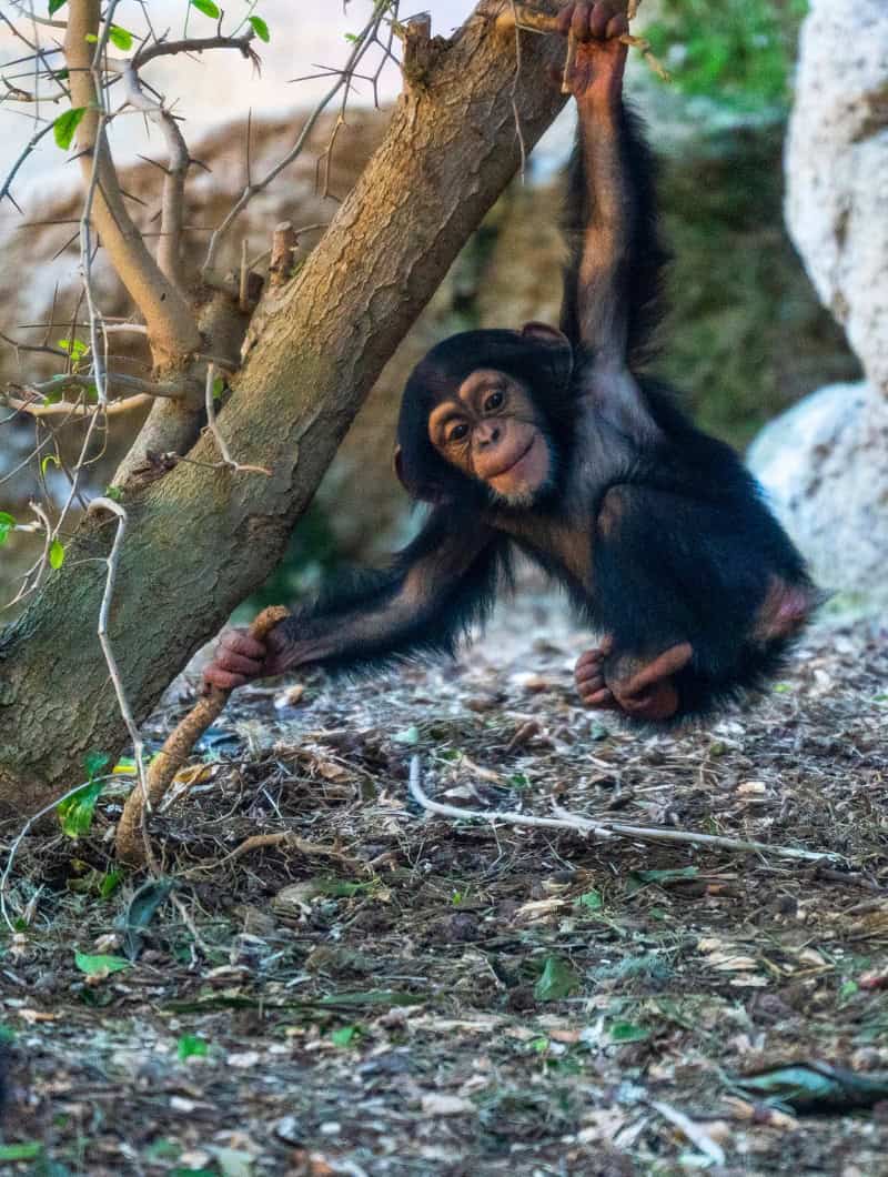 Young chimpanzees hanging and stretching between two spots at Loro Parque Tenerife, bus transfer booked with Club Canary