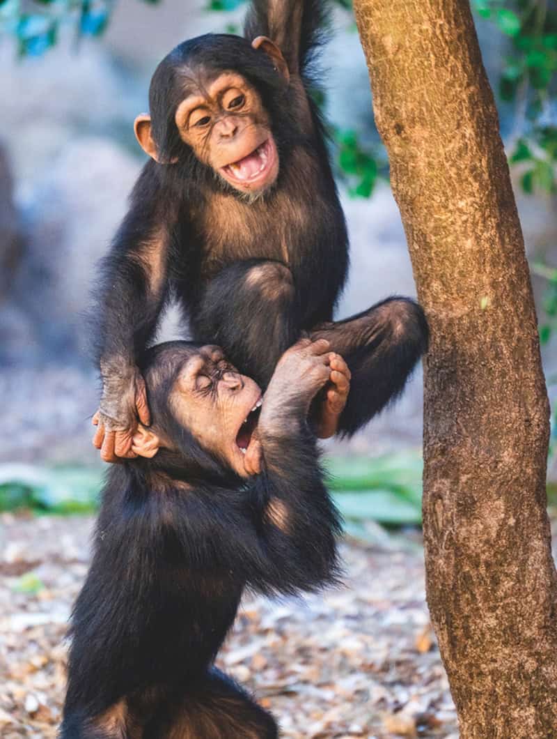 Two baby chimpanzees climbing a tree and laughing at Loro Parque Tenerife, tickets booked with Club Canary