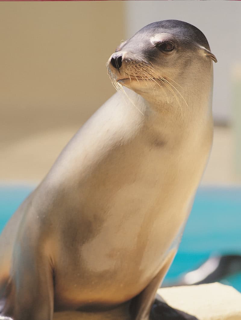 Sea lion relaxing and looking comfortable after a swim at Loro Parque Tenerife, bus transfer booked with Club Canary