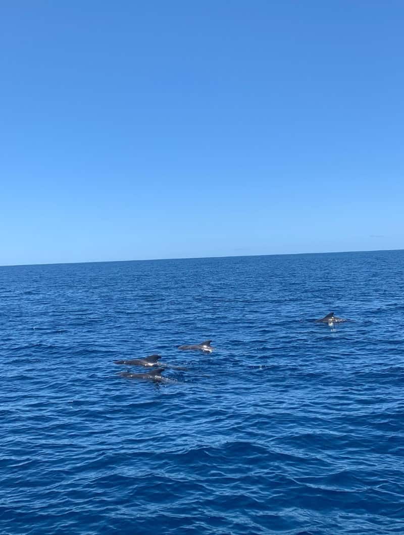 Pilot whales surfacing near the boat during a whale watching tour off Tenerife, photographed by a real guest