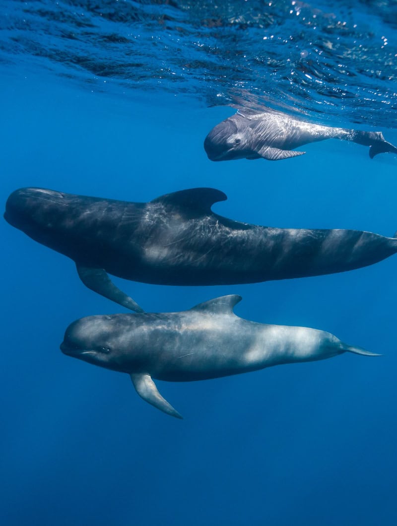 Family group of pilot whales swimming underwater off Tenerife, the species most commonly seen on the tour