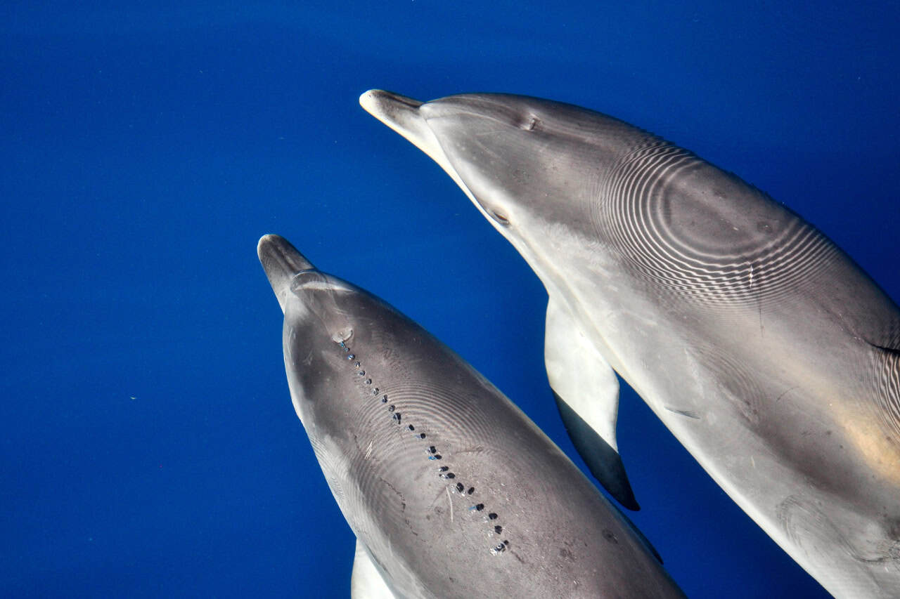 Dolphins swimming near the private catamaran in Morro Jable