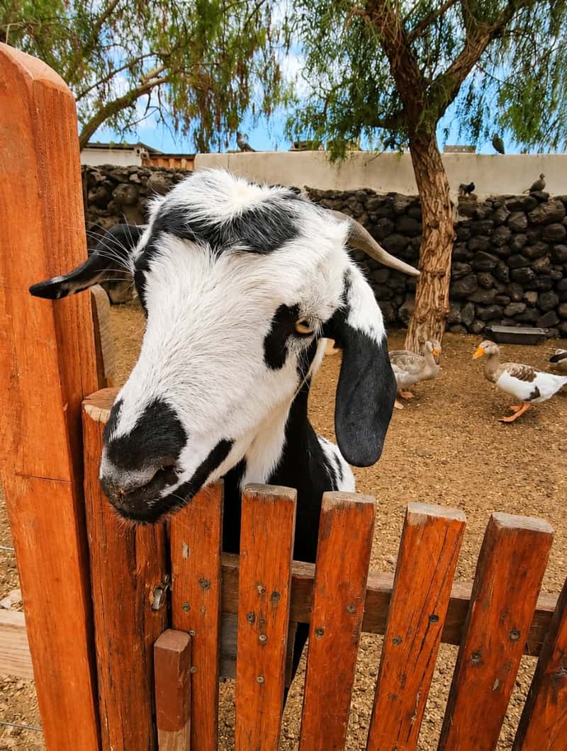 Children feeding farm animals during a camel park visit in Tenerife