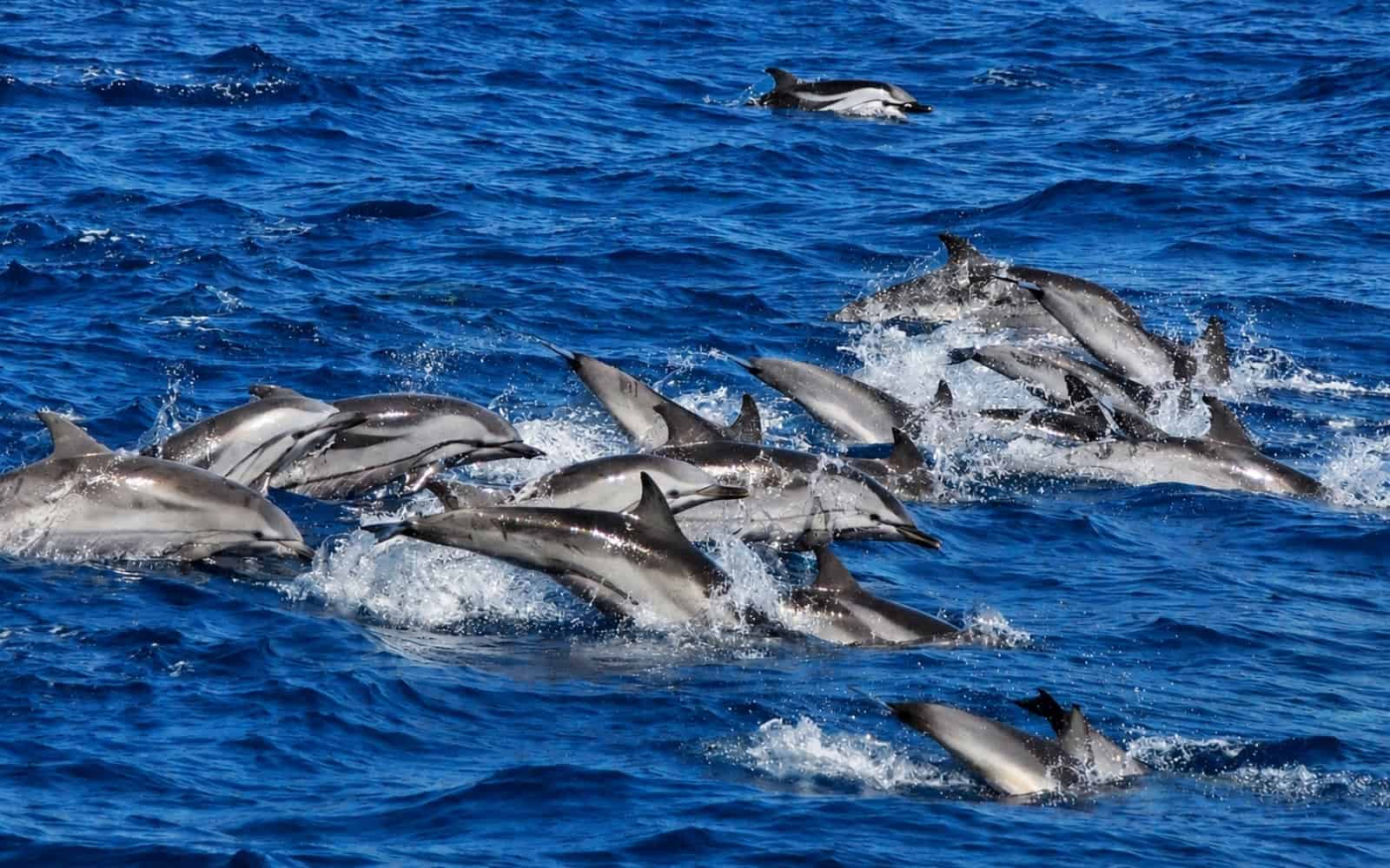 Bottlenose dolphins swimming together in open Atlantic water in the Canary Islands