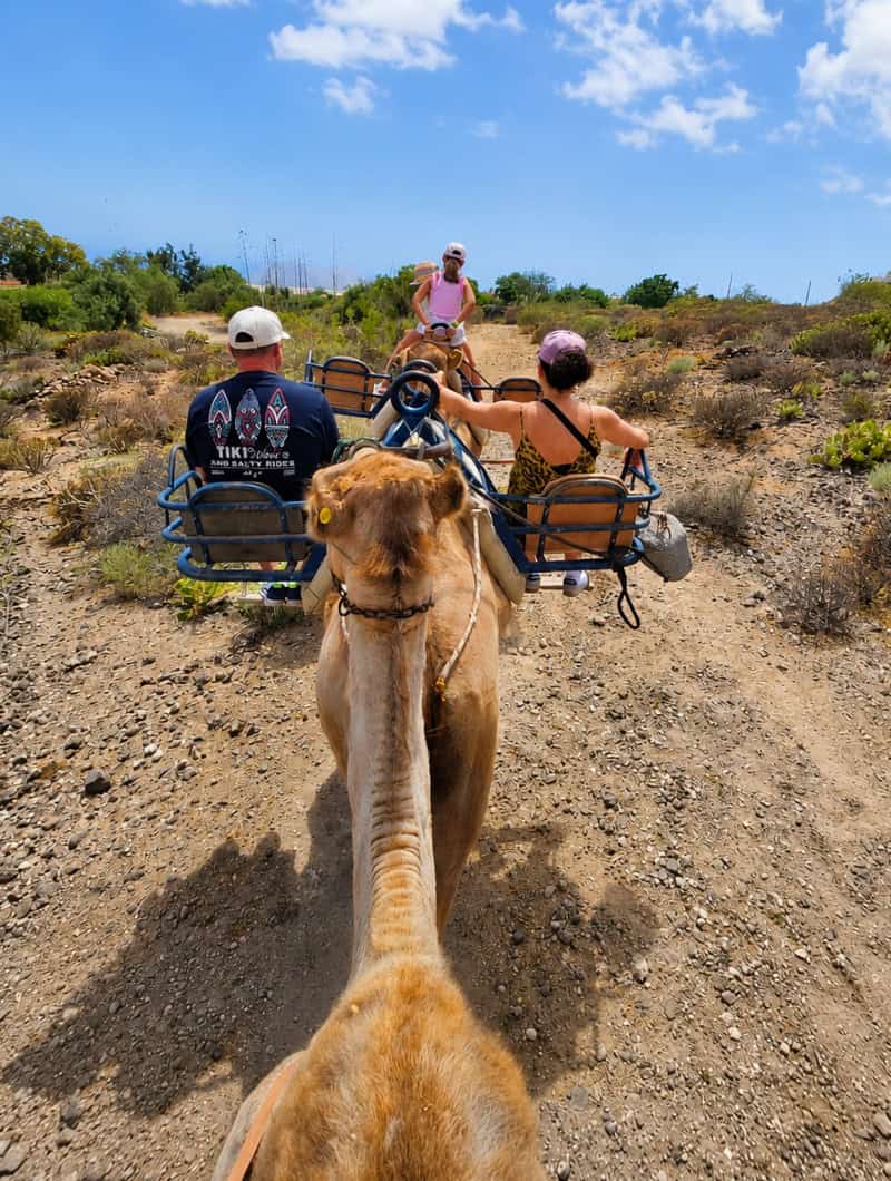 Camel ride Tenerife trail through the dry south landscape