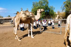 Camel riding Tenerife activity at Camel Park with families and children visiting the farm
