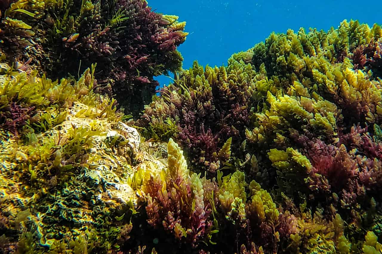 Colorful underwater reef covered with vibrant seaweed and marine vegetation in the clear turquoise waters of Fuerteventura.