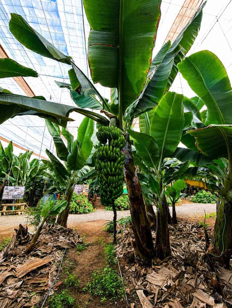 Banana trees full of fruit inside a covered plantation, an optional stop on the Gran Canaria bus tour