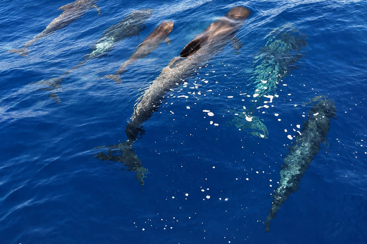 Pod of pilot whales swimming near the surface in the deep blue Atlantic waters off Tenerife during a whale watching excursion.