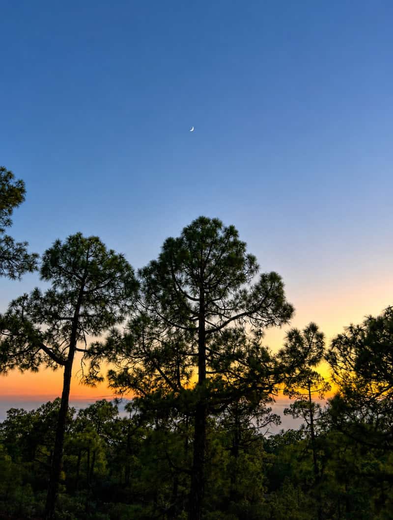 Sunset sky with pine trees and the moon during the drive back on a private quad trip in Tenerife.