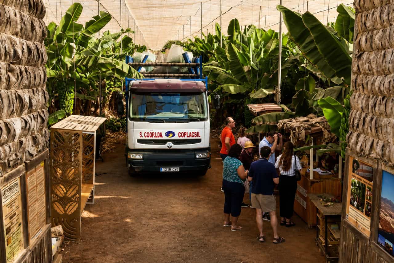 Visitors exploring a working banana plantation in Tenerife beside a harvesting truck, farm displays, and rows of banana plants.