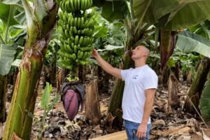 Visitor inside a Tenerife banana plantation with fresh green bananas on the trees