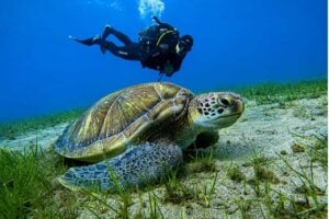 Sea turtle resting on the seabed while a scuba diver explores the underwater world of Tenerife.