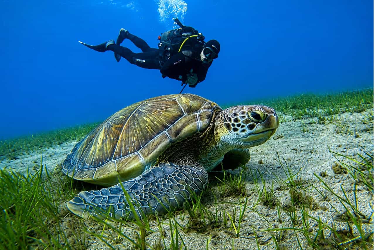 Sea turtle resting on the seabed while a scuba diver explores the underwater world of Tenerife.