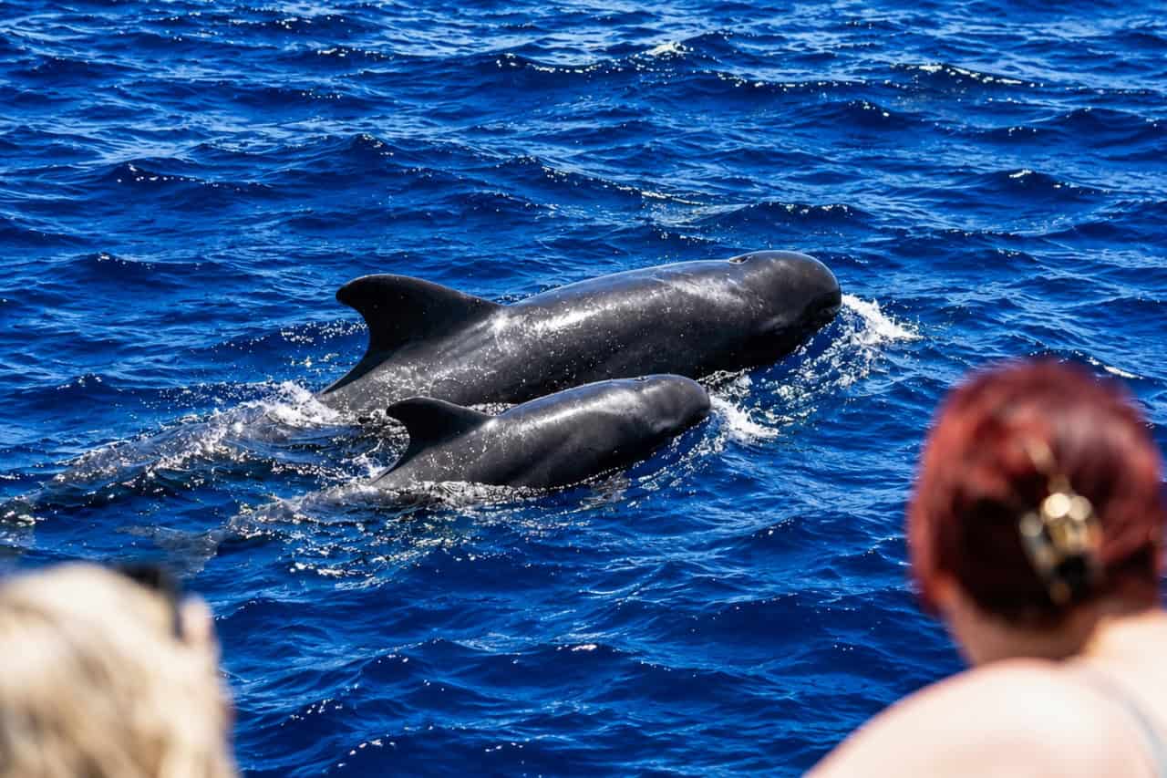 Whale watching from the Viking boat in Tenerife