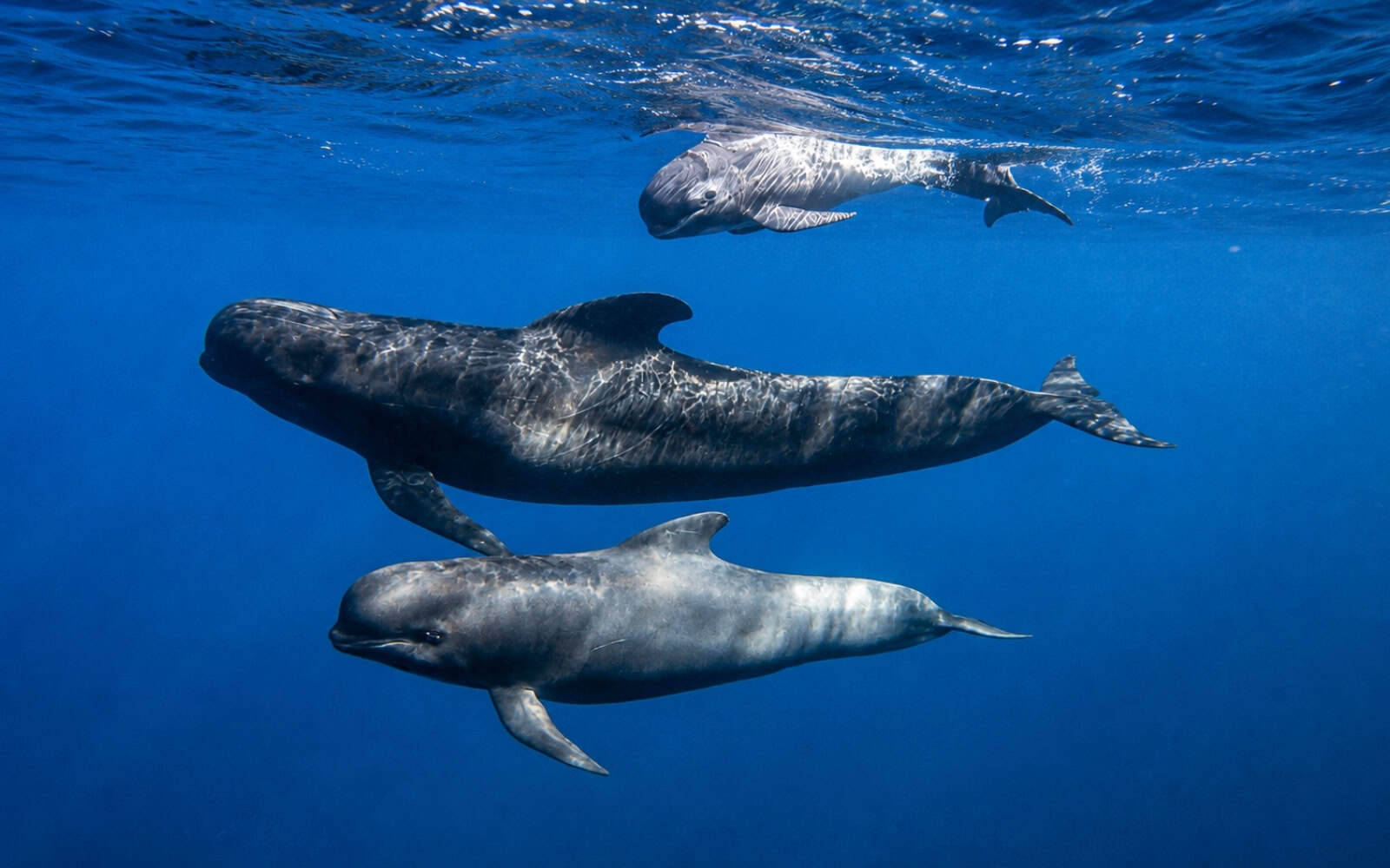 Pilot whales swimming underwater near Tenerife
