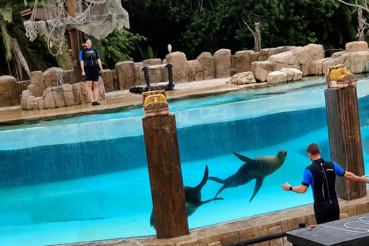 Sea lions swimming underwater during the show