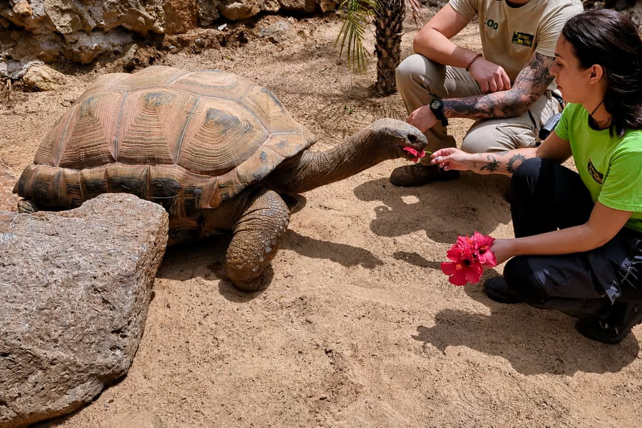 Giant tortoise being fed by a keeper at Jungle Park