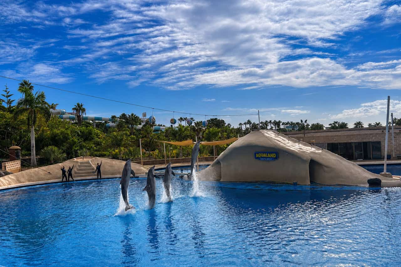 Dolphins jumping during the show at Aqualand Tenerife