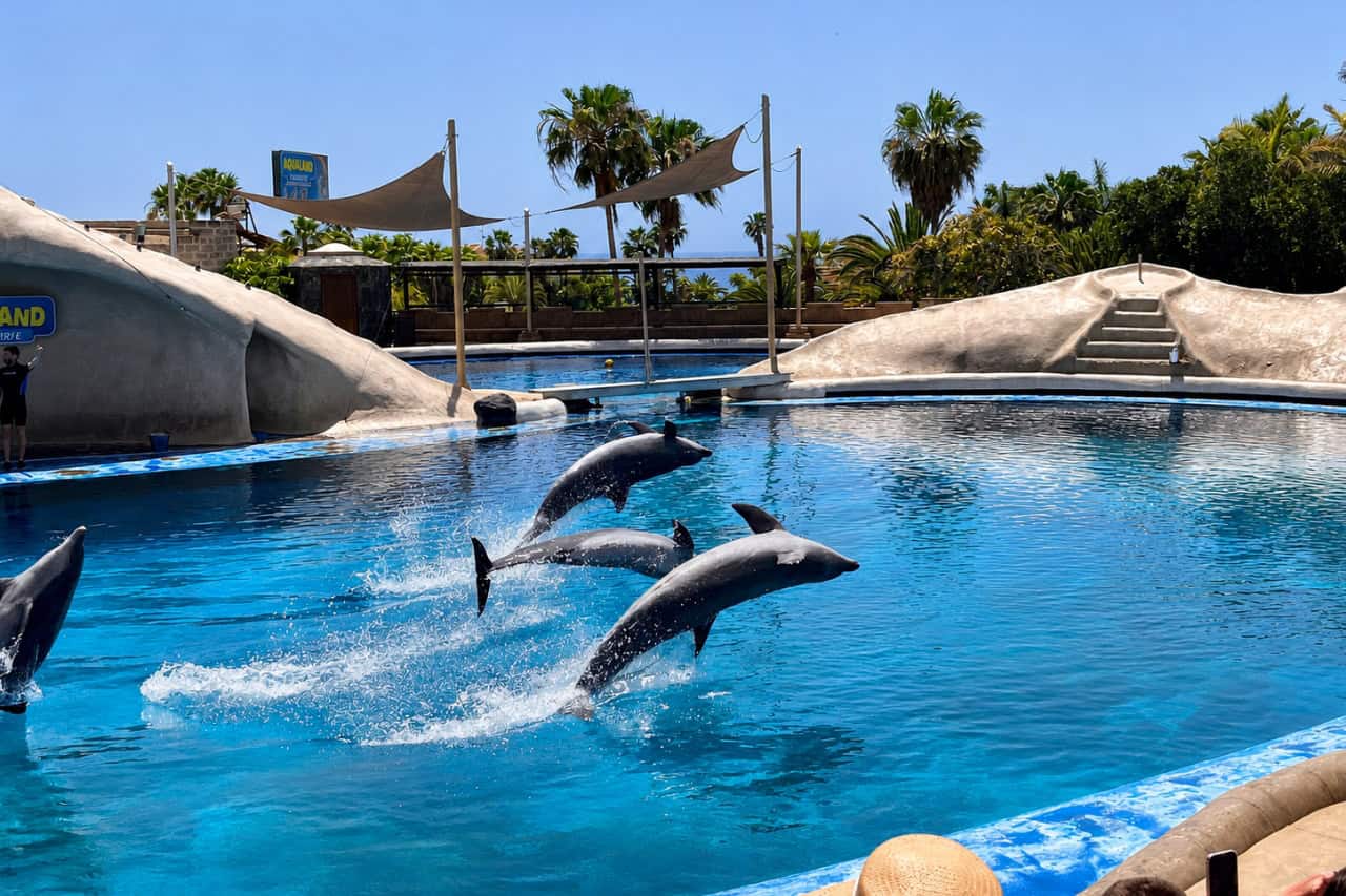 Dolphins jumping together at the Aqualand Tenerife show pool