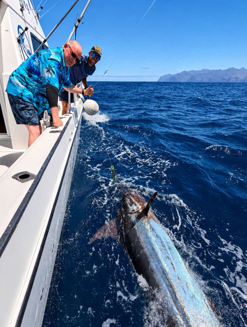 Large big game fish beside the boat during a shared fishing trip in Gran Canaria from Puerto Rico