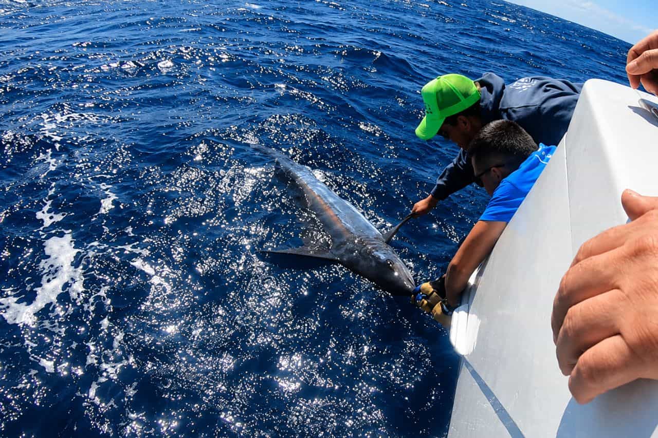 Bemanning die een grote zeilvis naast de boot behandelt in Tenerife