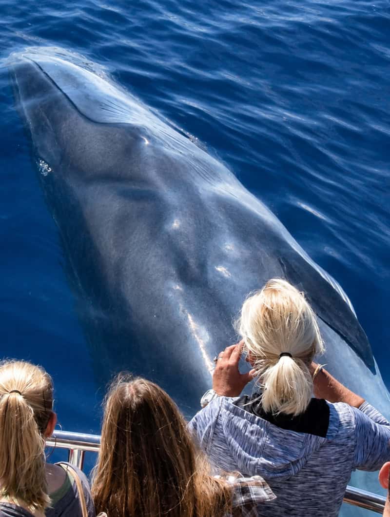 A large whale gliding just under the surface right beside the boat rail, off Puerto Rico, Gran Canaria.
