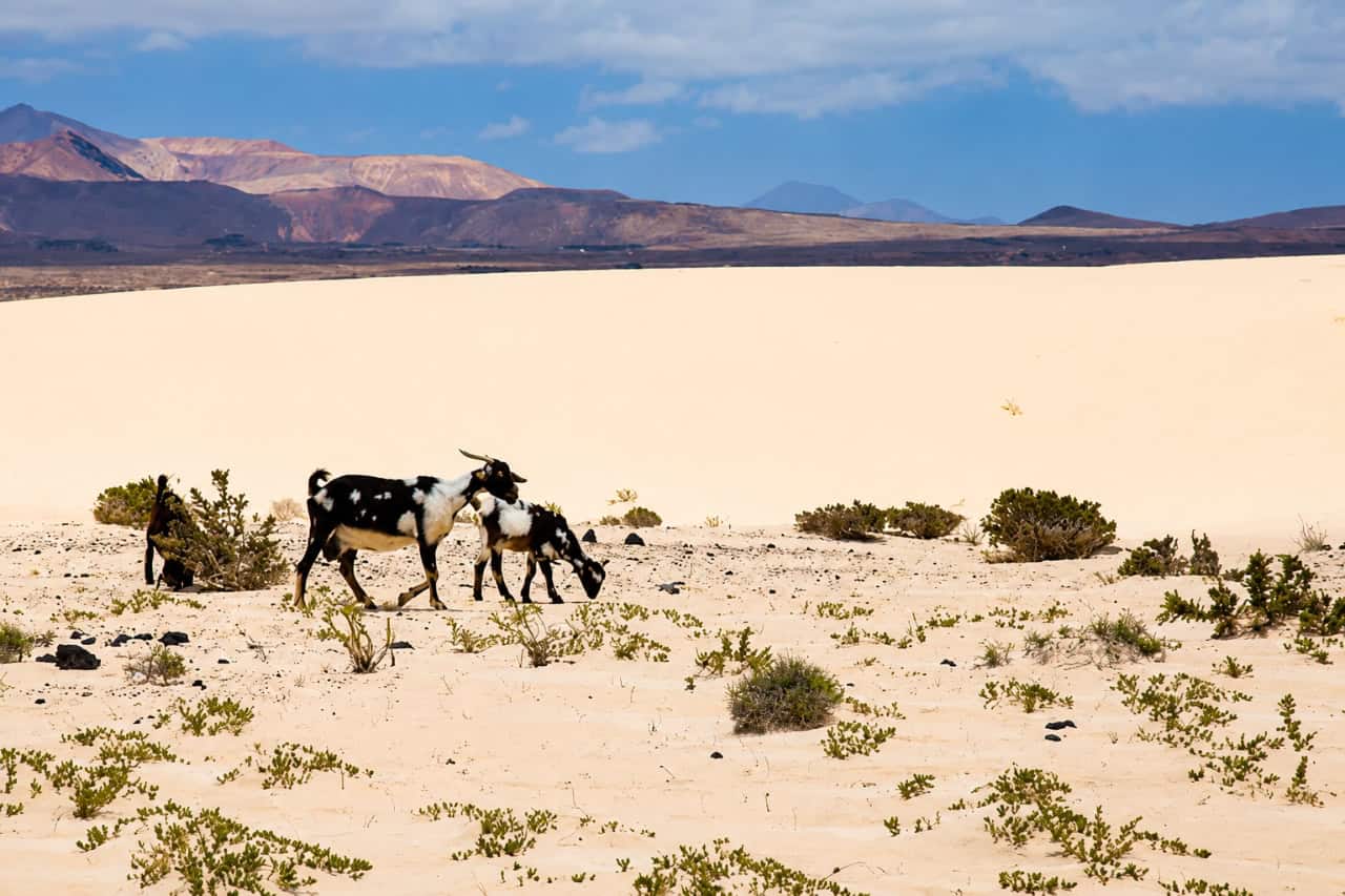 Fuerteventura day trip from Lanzarote collectible card artwork