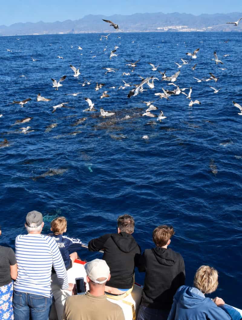 Seabirds over the ocean above a feeding pod with the Gran Canaria coastline behind, seen from the boat.