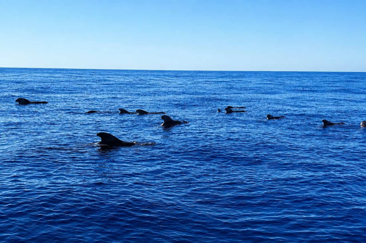 Pod of dolphins swimming in the Atlantic Ocean during a dolphin watching boat trip in Gran Canaria.