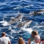 Multiacuatic dolphin watching