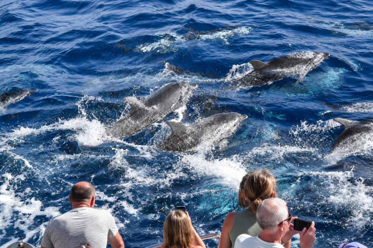 A pod of wild dolphins swimming beside the Multiacuatic catamaran while guests film them, on a dolphin watching trip in Gran Canaria.