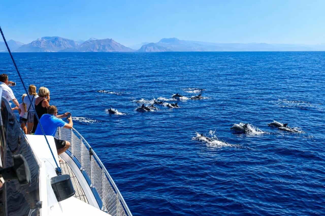 Guests watching and photographing a pod of dolphins swimming beside a yacht off the coast of Gran Canaria.