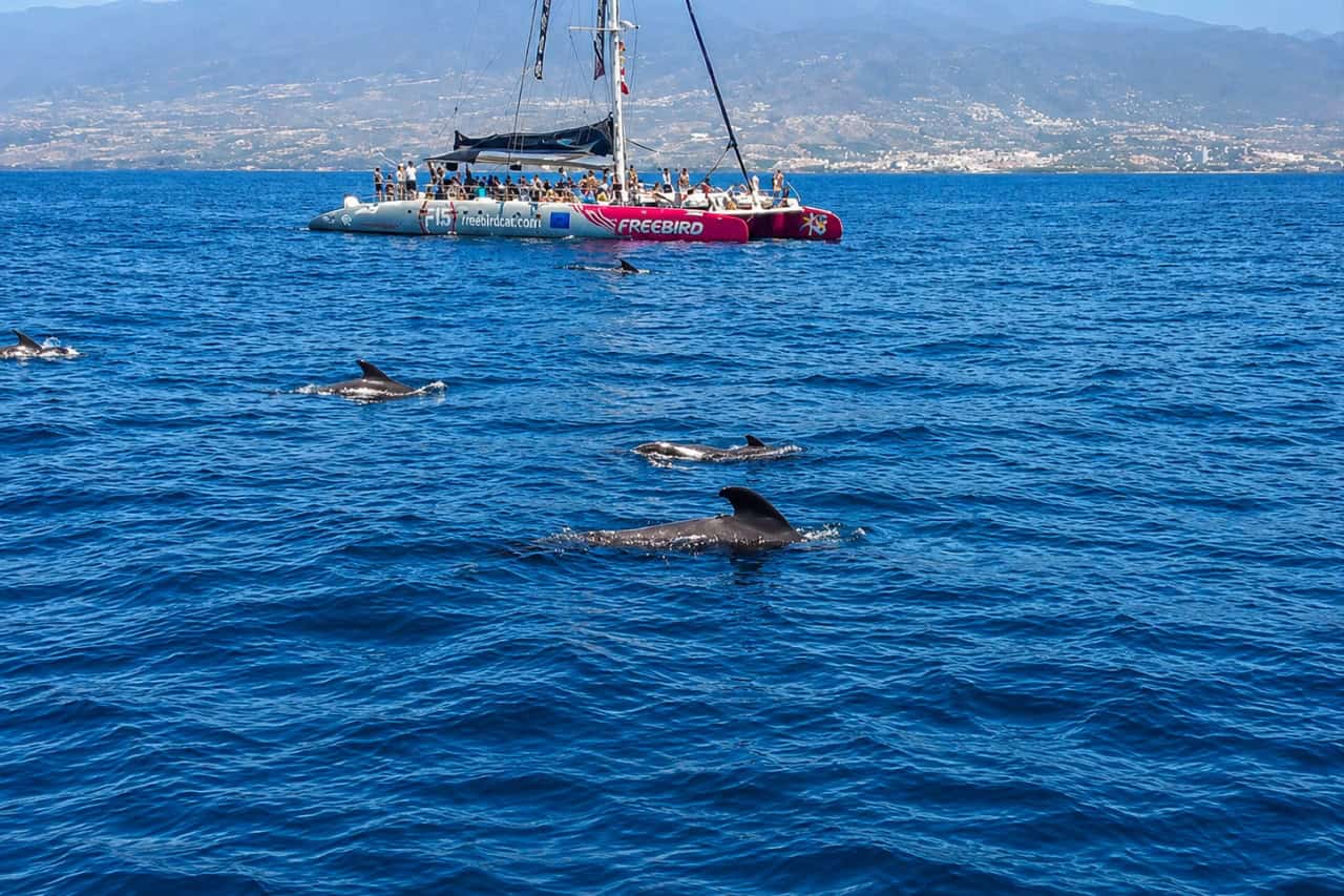 Dolphins and pilot whales swimming near the Freebird catamaran during a whale and dolphin watching excursion in Tenerife.