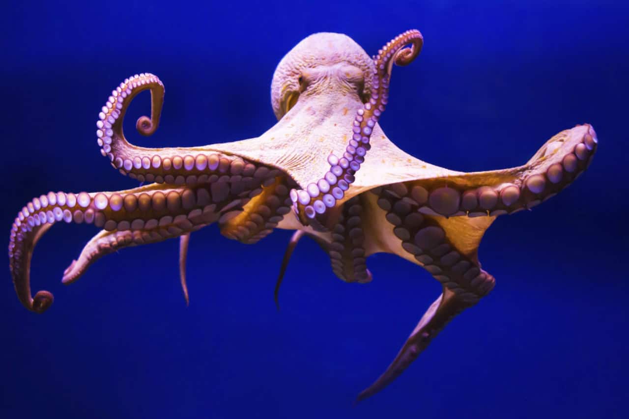 Octopus swimming underwater with detailed tentacles and suction cups at an aquarium in Gran Canaria.