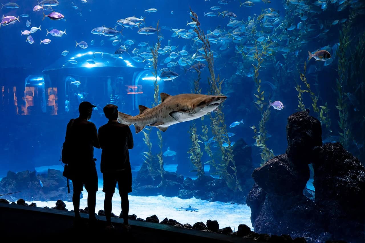 Visitors watching a shark and schools of tropical fish inside a large aquarium in Gran Canaria.
