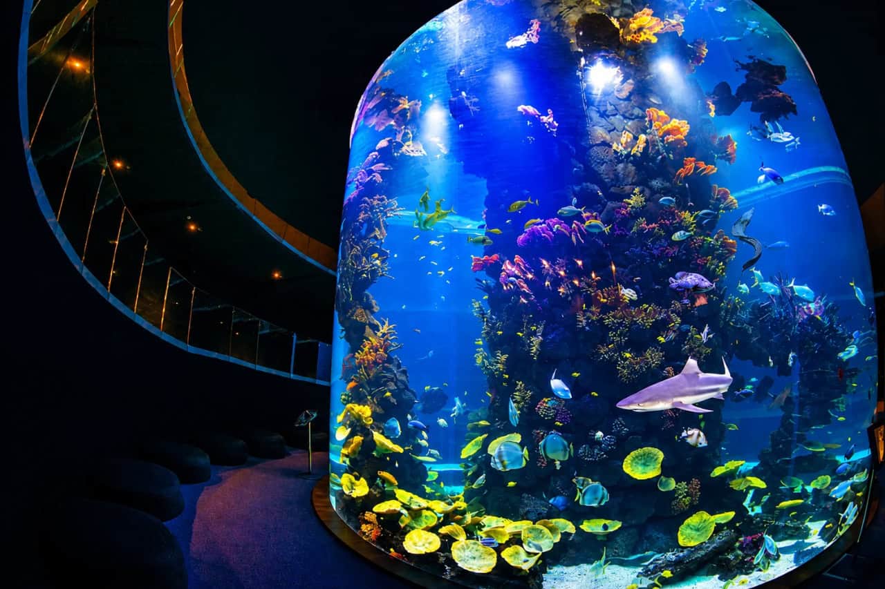 Large aquarium tank in Gran Canaria filled with tropical fish, colourful coral and a shark swimming through the exhibit.
