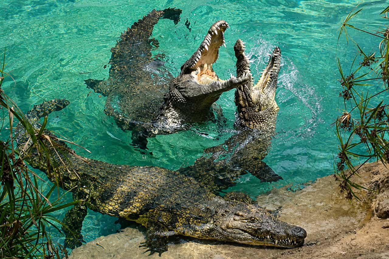 Crocodiles at Jungle Park Tenerife