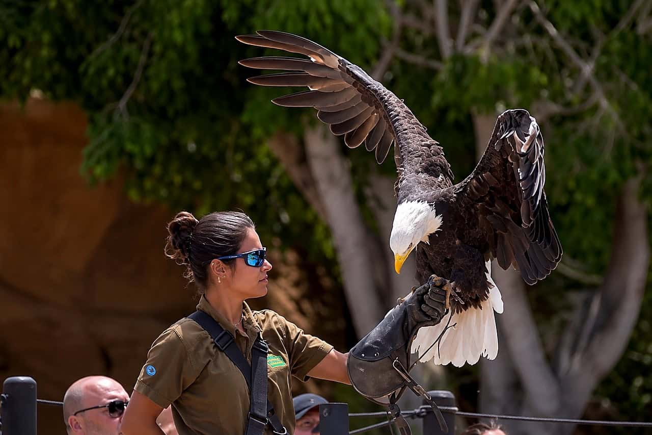 Trainer holding a bald eagle close to the crowd at the Jungle Park eagle show